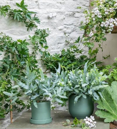 Blue Star Fern